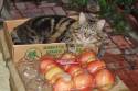 �N���b�N�Ŋg��\�� ( .jpg / 75.0KB )