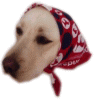 .gif / 43.6KB