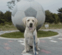 .gif / 40.3KB