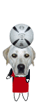 .gif / 23.8KB